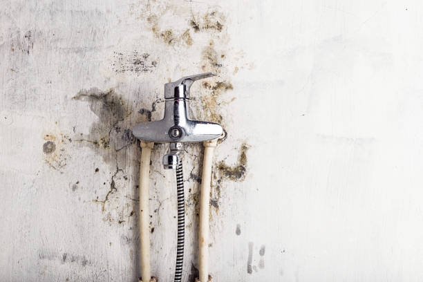 Best White Mold Remediation in Millington, TN