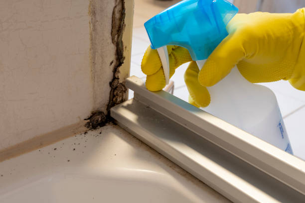 Best Emergency Mold Remediation in Millington, TN
